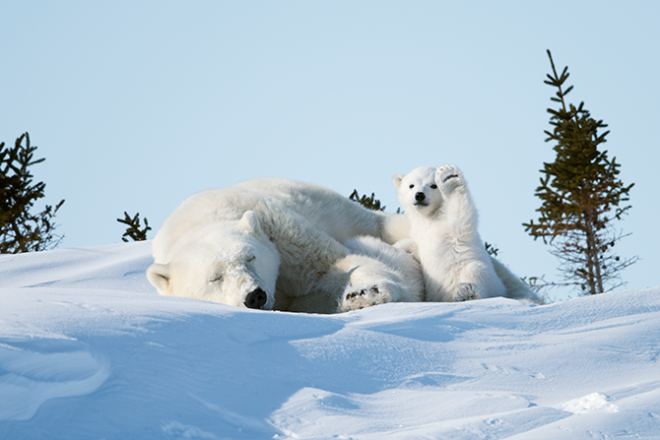 polarbearlove-20210412-152841-001.png