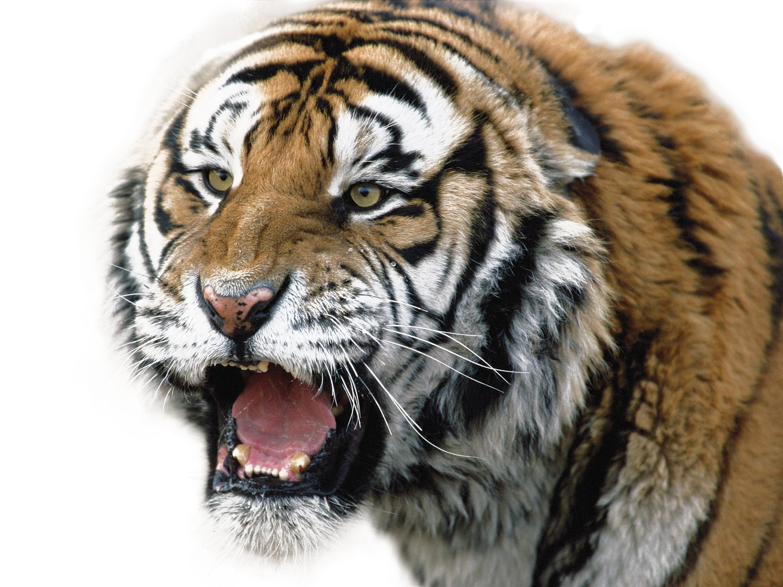 Tiger-Download-Free-PNG.png