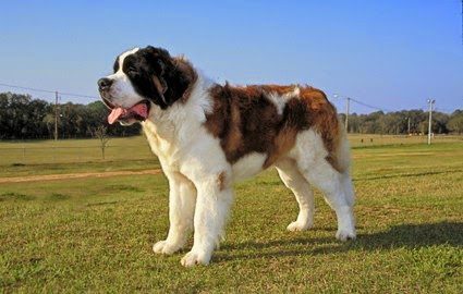 saint-bernard-7048801.jpg