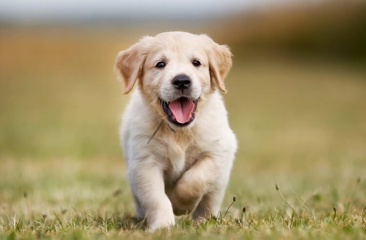 English-Lab-Puppy.jpg